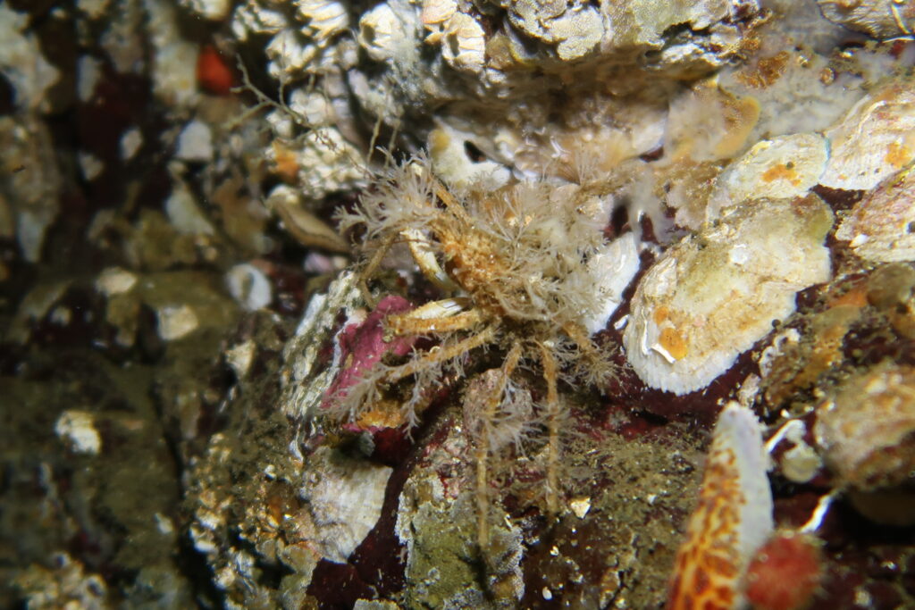 Graceful Decorator Crab (Oregonia gracilis)